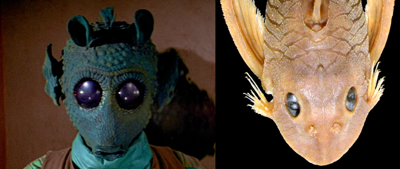 Illustration for article titled Scientists name catfish after Greedo, the bounty hunter from Star Wars